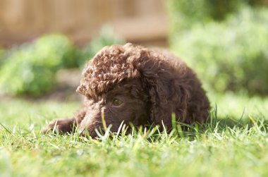 minyatür kaniş köpek yavrusu