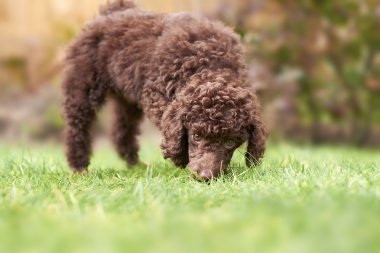 minyatür kaniş köpek yavrusu