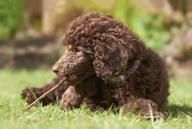 minyatür kaniş köpek yavrusu