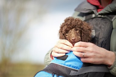 minyatür kaniş köpek yavrusu