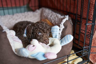 minyatür kaniş köpek yavrusu
