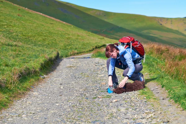 Dog Walking — Stock Photo, Image