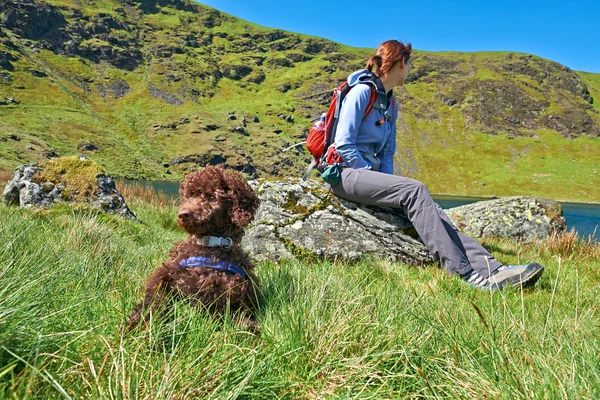 Caniche em miniatura — Fotografia de Stock