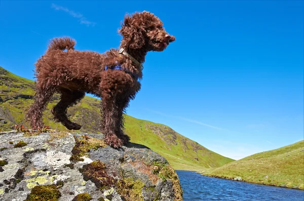 Miniature Poodle — Stock Photo, Image