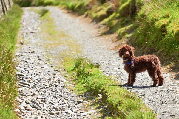 Poodle miniatural — Fotografie, imagine de stoc