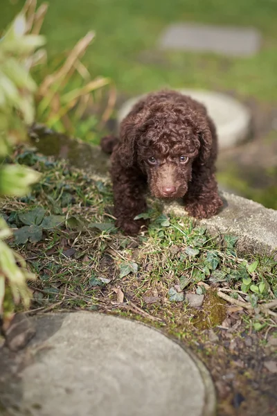 Chiot de caniche miniature — Photo