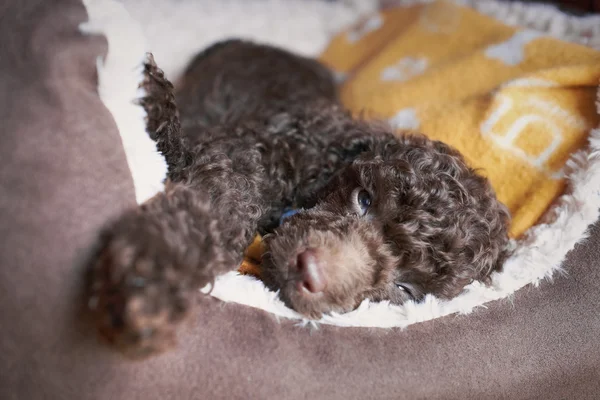 Cachorrinho poodle miniatura — Fotografia de Stock