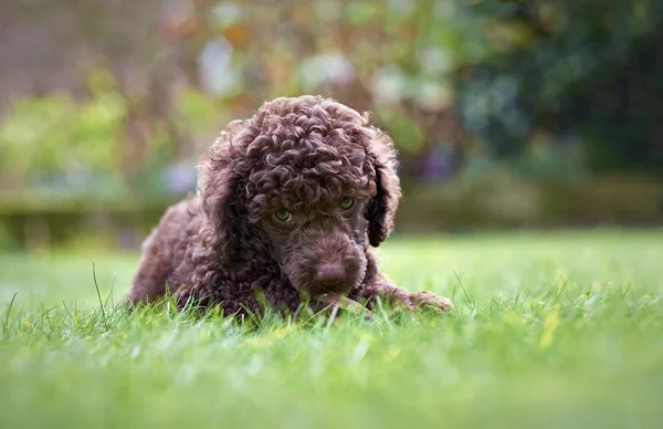 Miniature Poodle Puppy — Stock Photo, Image