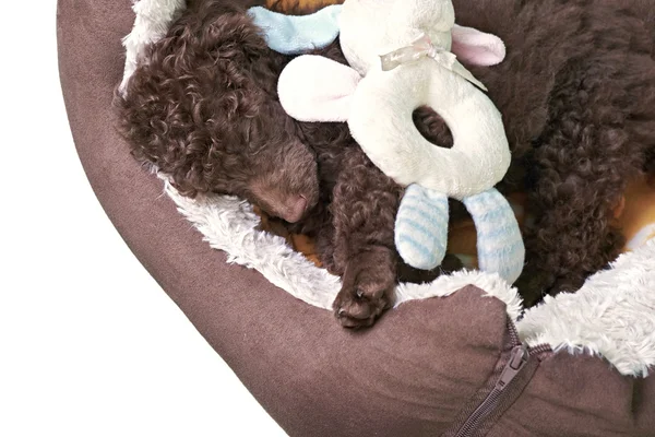 Cachorro de cachorro miniatura en su cama —  Fotos de Stock