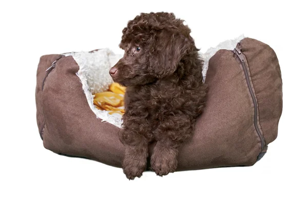 Cachorro de cachorro miniatura en su cama —  Fotos de Stock