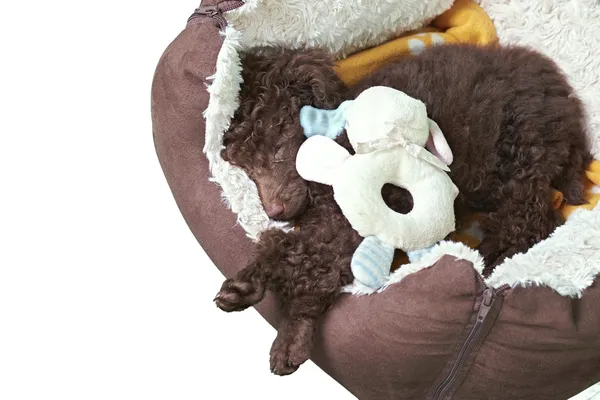 Miniatuur poedel puppy in zijn bed — Stockfoto