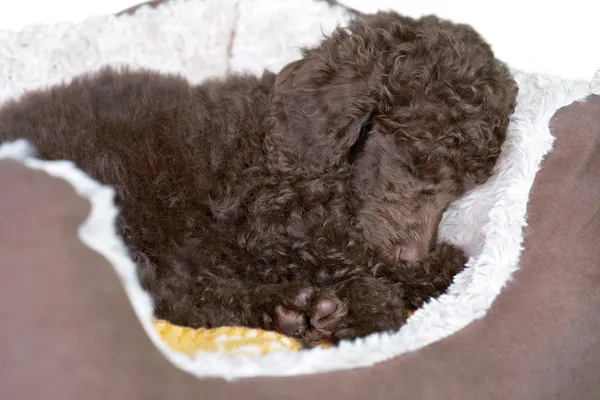 Pudelwelpe in seinem Bett — Stockfoto