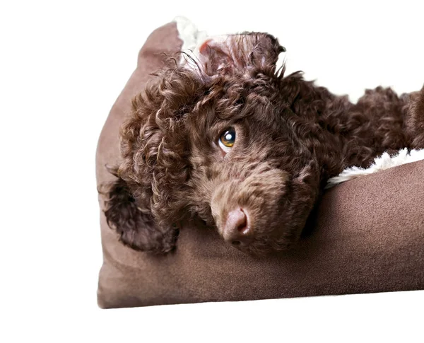 Миниатюрный щенок-пудель в своей кровати — стоковое фото