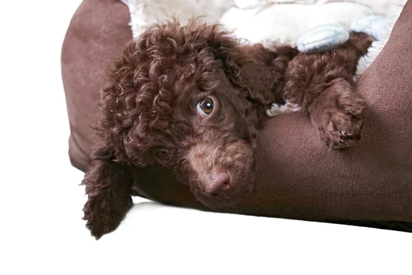 Minyatür kaniş köpek yatağında — Stok fotoğraf