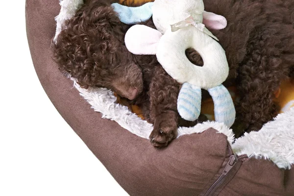 Miniature Poodle Puppy In His Bed — Stock Photo, Image