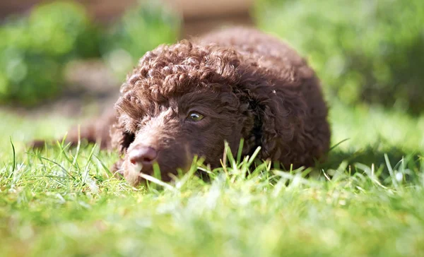 Zwergpudelwelpe — Stockfoto