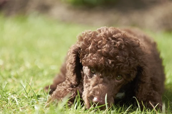 Cachorrinho poodle miniatura — Fotografia de Stock