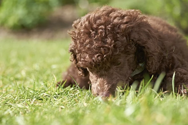 Miniature Poodle Puppy — Stock Photo, Image