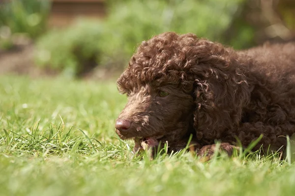 Cachorrinho poodle miniatura — Fotografia de Stock