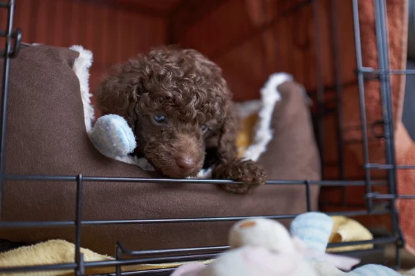 Miniature Poodle Puppy — Stock Photo, Image