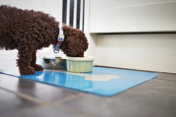 Cachorrinho poodle miniatura — Fotografia de Stock