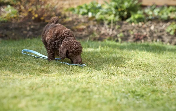 Minyatür kaniş köpek yavrusu — Stok fotoğraf