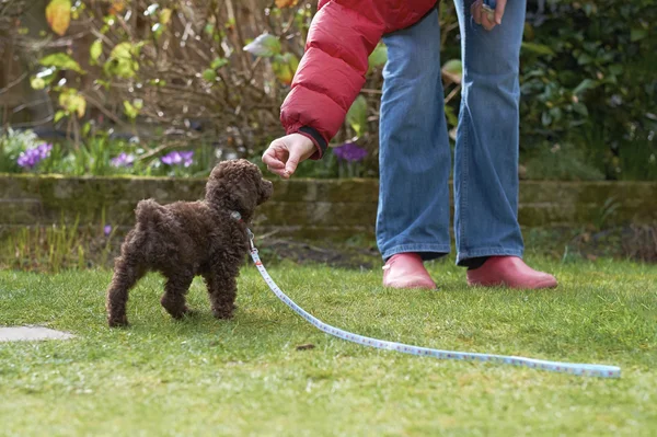 Cachorrinho poodle miniatura — Fotografia de Stock