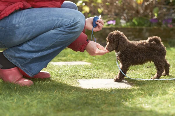 Miniatyr pudel valp — Stockfoto