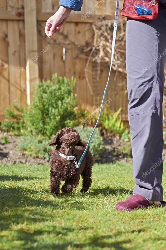 poodle leash training