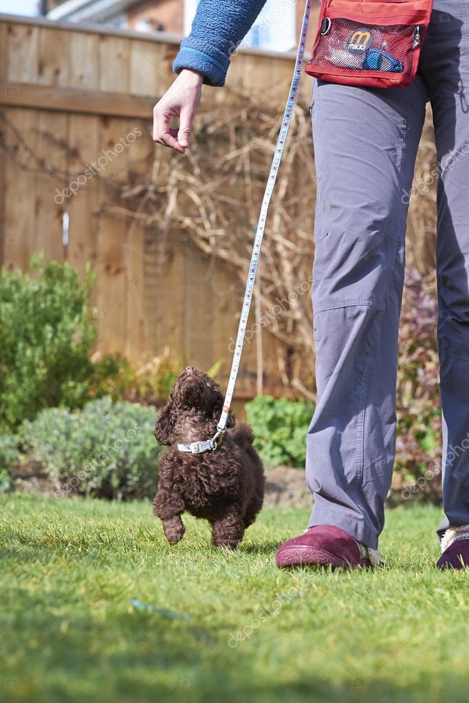 poodle leash training