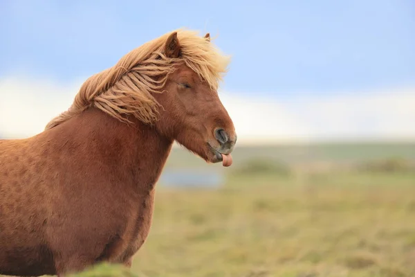 Wild Horses Iceland Horses South Coast Iceland — Stock Photo, Image