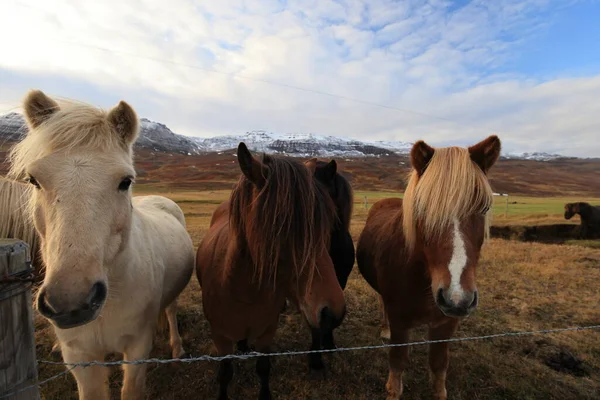 Wilde Paarden Ijslandse Paarden Oostkust Ijsland — Stockfoto