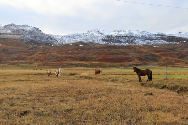 Cavalos Selvagens Islândia Cavalos Costa Leste Islândia — Fotografia de Stock
