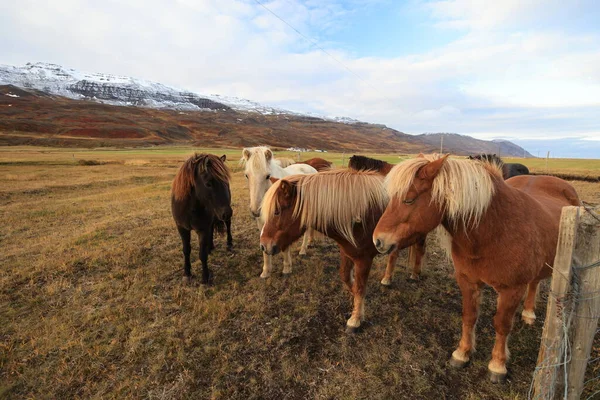 Dzikie Konie Konie Islandii Wschodnie Wybrzeże Islandia Obraz Stockowy