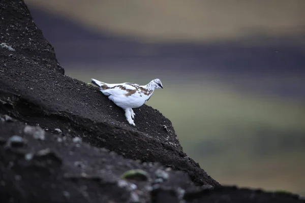 Tarmigán Roca Lagopus Muta Plumaje Blanco Invierno Islandia — Foto de Stock