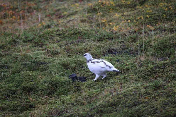 Ein Felsenptarmigan Lagopus Muta Weißen Wintergefieder Island — Stockfoto