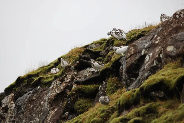 アイスランドの白い冬の隆起にある岩のパルミガン ラゴプスムタ — ストック写真