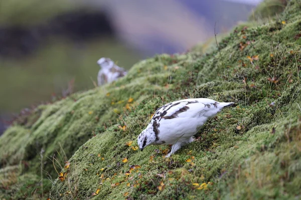 Een Rots Ptarmigan Lagopus Muta Witte Winter Verenkleed Ijsland — Stockfoto