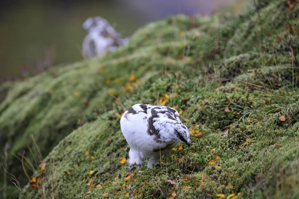 Sten Ptarmigan Lagopus Muta Vit Vinter Fjäderdräkt Island — Stockfoto