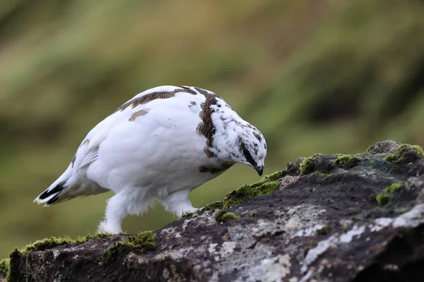 Uma Rocha Ptarmigan Lagopus Muta Plumagem Inverno Branco Islândia — Fotografia de Stock