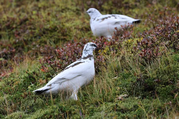 Een Rots Ptarmigan Lagopus Muta Witte Winter Verenkleed Ijsland — Stockfoto