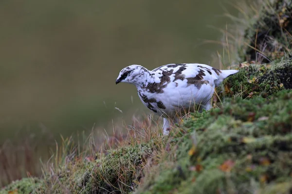 Ptarmigan Roccia Lagopus Muta Piumaggio Bianco Invernale Islanda — Foto Stock