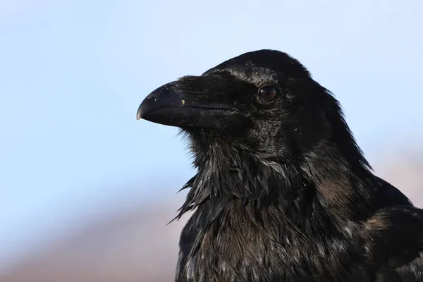 Corvo Comum Corvus Corax Islândia — Fotografia de Stock