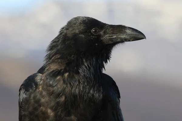 Corvo Comum Corvus Corax Islândia — Fotografia de Stock