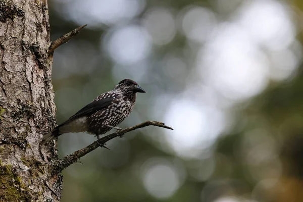 Schiaccianoci Maculato Schiaccianoci Eurasiatico Nucifraga Caryocatactes Foresta Nera Germania — Foto Stock