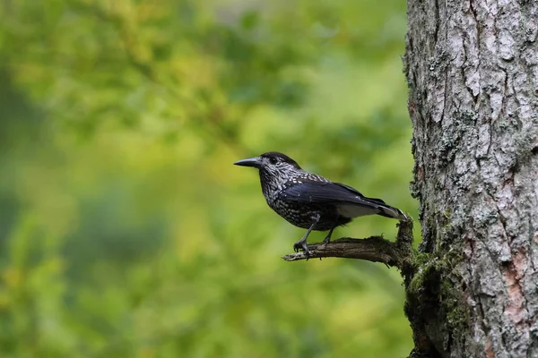 Schiaccianoci Maculato Schiaccianoci Eurasiatico Nucifraga Caryocatactes Foresta Nera Germania — Foto Stock