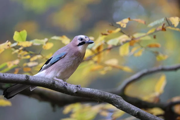 Eurázsiai Jay Garrulus Glandarius Black Forest Németország — Stock Fotó