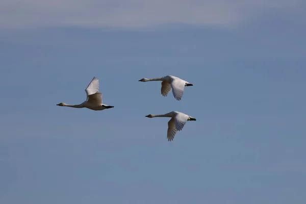 Whooper Swans Autumn Cygnus Cygnus Iceland — Foto Stock