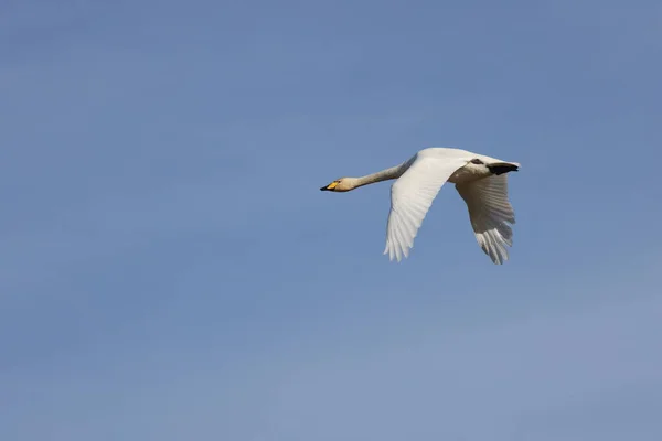 Whooper Swans Autumn Cygnus Cygnus Iceland — Foto Stock