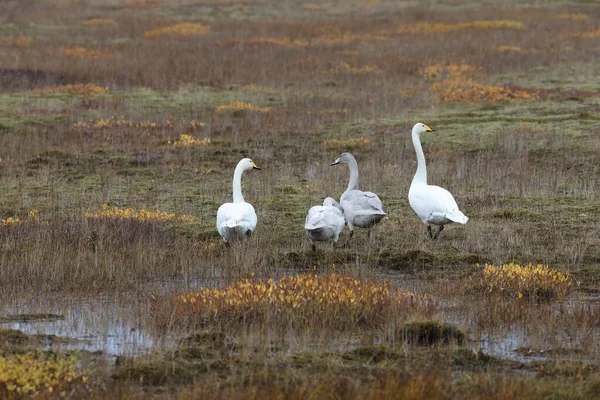 Whooper Swans Autumn Cygnus Cygnus Iceland — стоковое фото